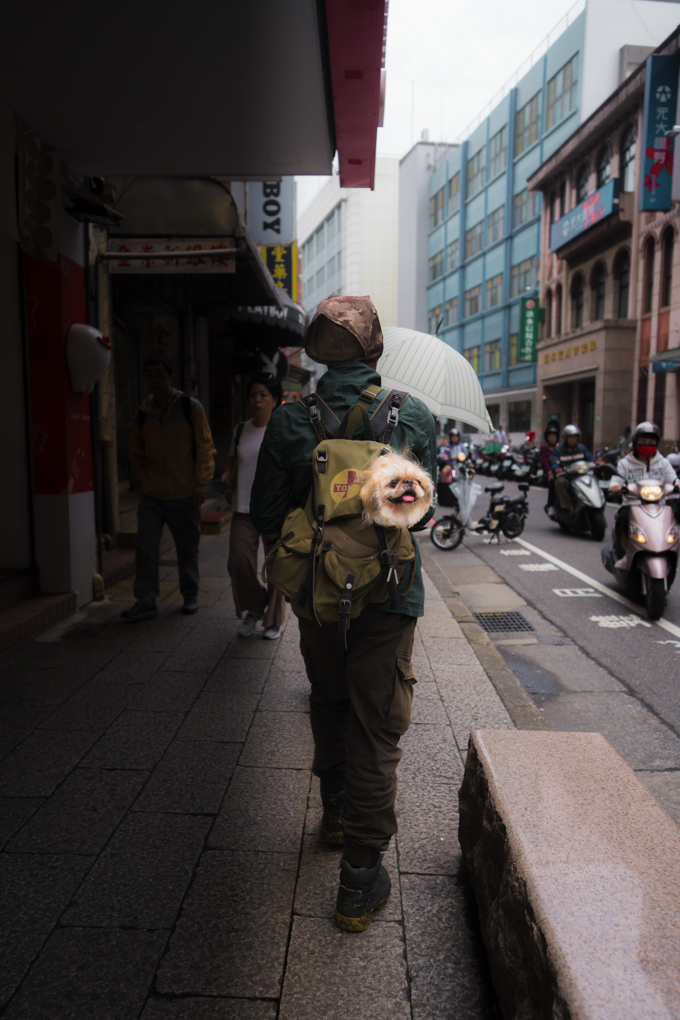 Small dog riding in a backpack on a rainy Taiwan street
